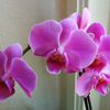 Orchidée .....pour le printemps