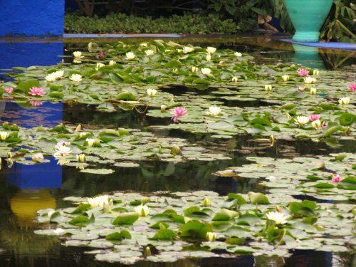 Le Jardin Majorelle et ses merveilleuses couleurs (même sous la pluie)