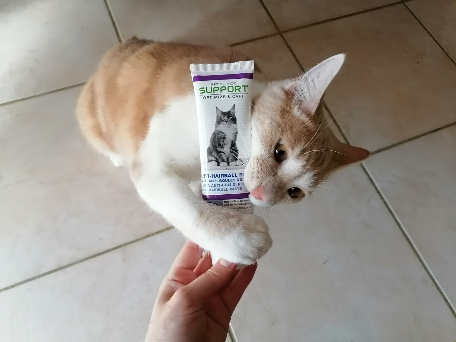 Une Belle Vie De Chat Le Blog 100 Chat