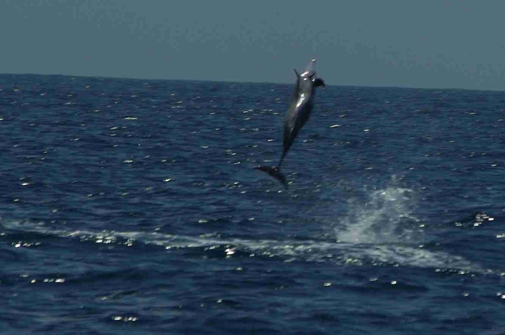 sortie baleine du 8 octobre 2010 sur l'iris