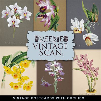 Les cartes postales vintage avec les orchidées ou d'autres fleurs