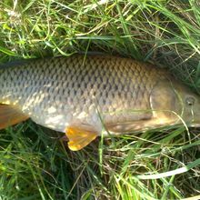 Une carpe de 71 cm pour environ 4 kg prise à la cuiller 