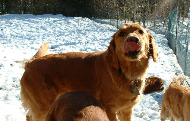 Votre chien est-il stressé?