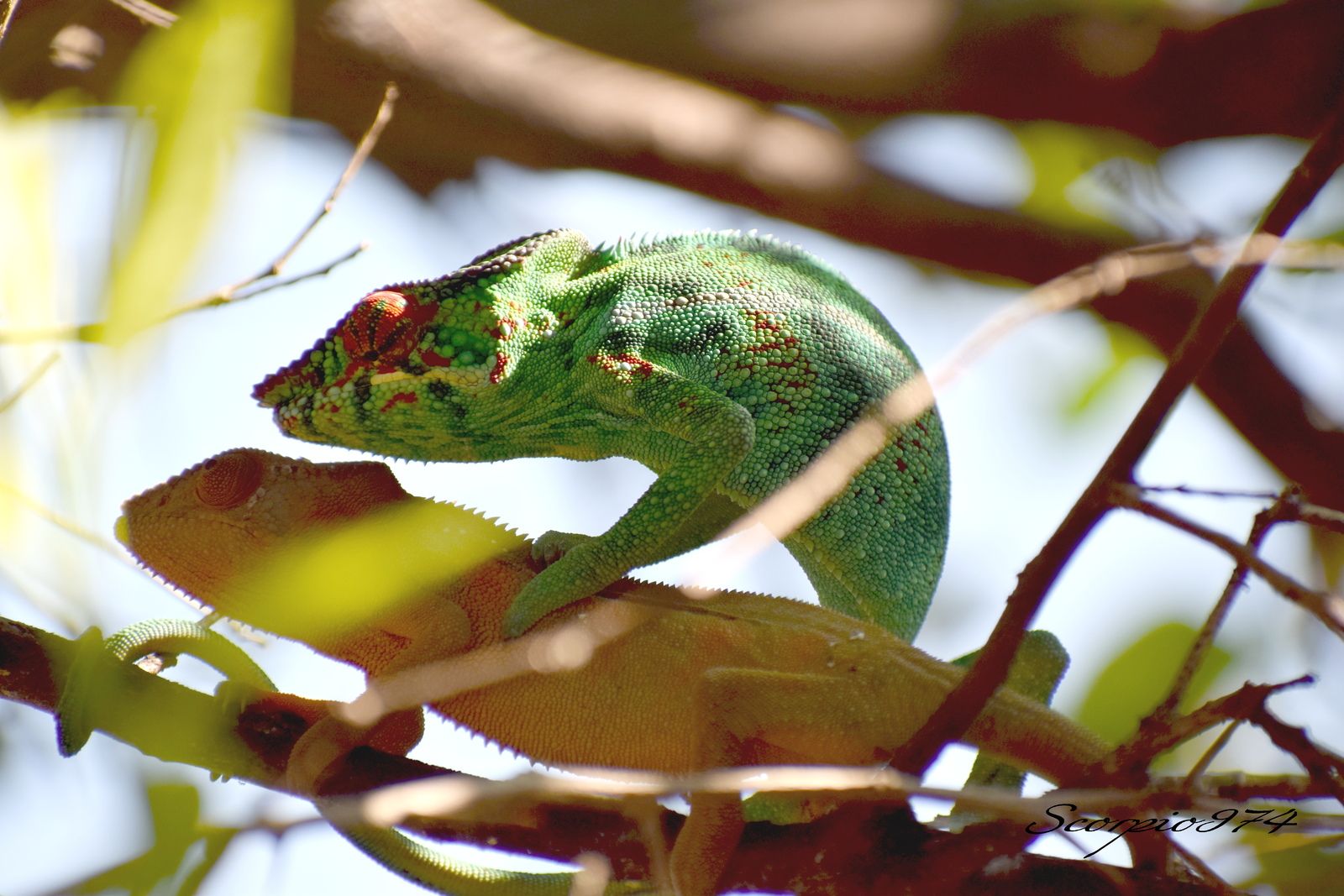 Nature, Nature 974, Nature Réunion, Nature de la Réunion, Nature à la Réunion, faune, faune 974, faune Réunion, faune de la Réunion, faune à la Réunion, animal, animal 974, animal Réunion, animal de la Réunion, animal à la Réunion, reptile, reptile  974, reptile de la Réunion, reptile à la Réunion, reptile Réunion,  le Caméléon, le Caméléon 974, le Caméléon Réunion, le Caméléon de la Réunion, le Caméléon à la Réunion, le Caméléon communs, le Caméléon communs 974, le Caméléon communs Réunion, le Caméléon communs de la Réunion, le Caméléon communs à la Réunion, reptile commun, reptile commun 974, reptile commun Réunion, reptile commun à la Réunion, reptile commun de la Réunion, lézard commun , lézard commun  974, lézard commun  Réunion, lézard commun  de la Réunion, lézard commun  à la Réunion, bête, bête 974, Réunion, bête de la Réunion, bête à la Réunion, grosse bête, grosse bête 974, Réunion, grosse bête de la Réunion, grosse bête à la Réunion, bête à quatre pattes, bête à quatre pattes  à la Réunion, bête à quatre pattes  Réunion, bête à quatre pattes 974, bête à quatre pattes de la Réunion, animaux Réunion, animaux Réunion, animaux de la Réunion, animaux à la Réunion, Caméléon vert, Caméléon vert Réunion, Caméléon vert 974, Caméléon vert de la Réunion, Caméléon vert à la Réunion, Caméléon vert, Caméléon vert de la Réunion, Caméléon vert à la Réunion, Caméléon panthère, Caméléon panthère 974, Caméléon panthère Réunion, Caméléon panthère de la Réunion, Caméléon panthère à la Réunion,  Endormi, Endormi 974, Endormi Réunion, Endormi de la Réunion, Endormi à la Réunion, Lézard Caméléon, Lézard Caméléon 974, Lézard Caméléon Réunion, Lézard Caméléon de la Réunion, Lézard Caméléon à la Réunion,  Furcifer pardalis (Cuvier, 1829), Furcifer pardalis (Cuvier, 1829) 974, Furcifer pardalis (Cuvier, 1829) Réunion, Furcifer pardalis (Cuvier, 1829) de la Réunion, Furcifer pardalis (Cuvier, 1829) à la Réunion, espèce protégée, espèce protégée 974, espèce protégée Réunion, espèce protégée de la Réunion, espèce protégée  à la Réunion, Caméléon orange, Caméléon orange 974, Caméléon orange Réunion, Caméléon orange de la Réunion, Caméléon orange à la Réunion, Caméléon orange vert, espèce protégée 974, espèce protégée Réunion, espèce protégée de la Réunion, espèce protégée à la Réunion, faune protégé, faune protégé 974, faune protégé Réunion, faune protégé de la Réunion, faune protégé à la Réunion, communs, communs Réunion, communs 974, communs de la Réunion, communs à la Réunion, introduite, introduite 974, introduite Réunion, introduite de la Réunion, introduite à la Réunion, espèce introduite, espèce introduite 974, espèce introduite Réunion, espèce introduite de la Réunion, espèce introduite à la Réunion, Caméléon protégé, Caméléon protégé 974, Caméléon protégé Réunion, Caméléon protégé de la Réunion, Caméléon protégé à la Réunion, culture, culture 974, culture Réunion, culture de la Réunion, culture à la Réunion, Caméléons protégés 974, Caméléons protégés Réunion, Caméléons protégés de la Réunion, Caméléons protégés à la Réunion, caméléon furcifer, caméléon furcifer 974, caméléon furcifer Réunion, caméléon furcifer de la Réunion, caméléon furcifer à la Réunion, Caméléon Endormi, Caméléon Endormi 974, Caméléon Endormi Réunion, Caméléon Endormi de la Réunion, Tetrapoda, Tetrapoda 974, Tetrapoda Réunion, Tetrapoda de la Réunion, Tetrapoda à la Réunion, Tetrapoda communs, Tetrapoda communs 974, Tetrapoda communs Réunion, Tetrapoda communs de la Réunion, Tetrapoda communs à la Réunion, vertu Caméléon vert,  vertu Caméléon vert 974, vertu Caméléon vert Réunion, vertu Caméléon vert de la Réunion, vertu Caméléon vert à la Réunion, Chamaeleo pardalis (Cuvier, 1829),  Chamaeleo pardalis (Cuvier, 1829) 974, Chamaeleo pardalis (Cuvier, 1829) Réunion, Chamaeleo pardalis (Cuvier, 1829) de la Réunion, Chamaeleo pardalis (Cuvier, 1829) à la Réunion, Chamaeleo pardalis Cuvier 1829,  Chamaeleo pardalis Cuvier 1829 Réunion,  Chamaeleo pardalis Cuvier 1829 de la Réunion,  Chamaeleo pardalis Cuvier 1829 à la Réunion,  Chamaeleo pardalis Cuvier,  Chamaeleo pardalis Cuvier 974,  Chamaeleo pardalis Cuvier Réunion,  Chamaeleo pardalis Cuvier de la Réunion,  Chamaeleo pardalis Cuvier à la Réunion,  Lézard Caméléon Endormie, Lézard Caméléon Endormie 974, Lézard Caméléon Endormie Réunion, Lézard Caméléon Endormie de la Réunion, Lézard Caméléon Endormie à la Réunion, espèce introduite,  espèce introduite 974,  espèce introduite Réunion,  espèce introduite de la Réunion,  espèce introduite à la Réunion, introduite,  introduite 974,  introduite Réunion,  introduite de la Réunion,  introduite à la Réunion, espèce animal,  espèce animal 974, espèce animal Réunion, espèce animal de la Réunion, espèce animal à la Réunion, animal introduit,  animal introduit Réunion,  animal introduit de la Réunion,  animal introduit à la Réunion,  espèce d'animal introduit,  espèce d'animal introduit 974,  espèce d'animal introduit Réunion,  espèce d'animal introduit de la Réunion,  espèce d'animal introduit à la Réunion,  espèces d'animaux introduits, espèces d'animaux introduits 974, espèces d'animaux introduits Réunion, espèces d'animaux introduits de la Réunion, espèces d'animaux introduits à la Réunion, espèce animale introduite,  espèce animale introduite Réunion,  espèce animale introduite de la Réunion,  espèce animale introduite à la Réunion,  espèces animales introduites,  espèces animales introduites 974,  espèces animales introduites Réunion,  espèces animales introduites de la Réunion,  espèces animales introduites à la Réunion,Furcifer pardalis,  Furcifer pardalis 974,  Furcifer pardalis Réunion,  Furcifer pardalis de la Réunion,  Furcifer pardalis à la Réunion, Furcifer pardalis (Cuvier, 1829),  Furcifer pardalis (Cuvier, 1829) 974, Furcifer viridis (Gray, 1846) Réunion, Furcifer pardalis (Cuvier, 1829) de la Réunion, Furcifer pardalis (Cuvier, 1829) à la Réunion, Furcifer pardalis Cuvier 1829,  Furcifer pardalis Cuvier 1829 Réunion,  Furcifer pardalis Cuvier 1829 de la Réunion,  Furcifer pardalis Cuvier 1829 à la Réunion,  Furcifer pardalis Cuvier,  Furcifer pardalis Cuvier 974,  Furcifer pardalis Cuvier Réunion,  Furcifer pardalis Cuvier de la Réunion,  Furcifer pardalis Cuvier à la Réunion, Betavulgaris var. rapacea (W.D.J.Koch), Furcifer pardalis 974, Furcifer pardalis Réunion, Furcifer pardalis de la Réunion, Furcifer pardalis à la Réunion,   lézard introduit 974, lézard introduit Réunion, lézard introduit de la Réunion, lézard introduit à la Réunion, espèce de lézard protégée 1913,  espèce de lézard protégée 1913 Réunion,  espèce de lézard protégée 1913 de la Réunion,  espèce de lézard protégée 1913 à la Réunion,  espèce de lézard protégée,  espèce de lézard protégée 974,  espèce de lézard protégée Réunion,  espèce de lézard protégée de la Réunion,  espèce de lézard protégée à la Réunion, lézard gris, reptile envahissant974, reptile envahissant Réunion, reptile envahissant de la Réunion, reptile envahissant à la Réunion, reptile nuisible,  reptile nuisible 974, reptile nuisible Réunion, reptile nuisible de la Réunion, reptile nuisible à la Réunion, animaux à quatre pattes,  animaux à quatre pattes Réunion,  animaux à quatre pattes de la Réunion,  animaux à quatre pattes à la Réunion,  reptiles nuisibles,  reptiles nuisibles 974,  reptiles nuisibles Réunion,  reptiles nuisibles de la Réunion,  reptiles nuisibles à la Réunion, lézard introduit, lézard changeant de couleur 974, lézard changeant de couleur Réunion, lézard changeant de couleur de la Réunion, lézard changeant de couleur à la Réunion, couple, couple 974, couple Réunion, couple de la Réunion, couple à la Réunion, copulation, copulation 974, copulation Réunion, copulation à la Réunion, copulation de la Réunion, accouplement, accouplement 974, accouplement Réunion, accouplement de la Réunion, accouplement à la Réunion, accouplement de lézard, accouplement de lézard 974, accouplement de lézard Réunion, accouplement de lézard à la Réunion,  accouplement de lézard de la Réunion, accouplement de caméléon, accouplement de caméléon 974, accouplement de caméléon Réunion, accouplement de caméléon à la Réunion