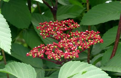 Fleurs du jour (25-28)