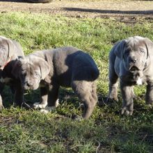 Archives Cane corso 2011