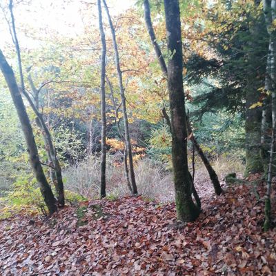 La forêt française en métropole - sylviculture