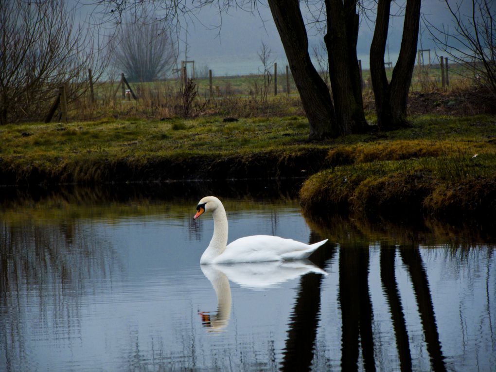 La vallée de l'Ancre, dans la Somme.
Photos de janvier 2011 (celles en noir et blanc), puis de mi-février de la même année.