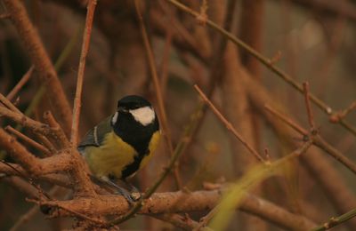 mésange charbonnière