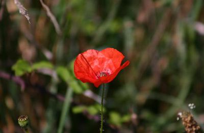 Gentil coquelicot...