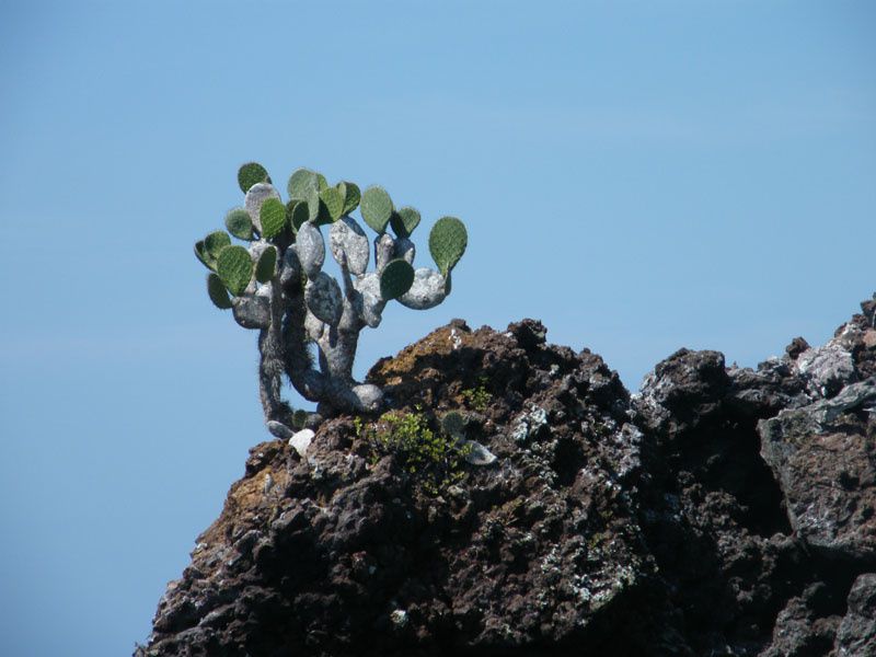 Photos et images des Galapagos.