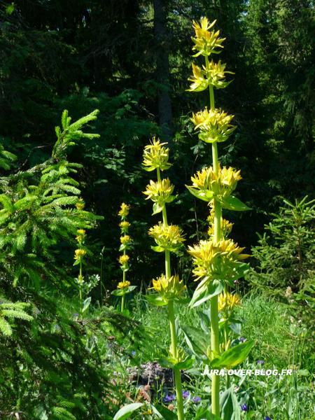 Quelques photos de gentianes du Haut Jura prisent dans toutes sa splendeur lors de sa floraison au mois de Juillet.