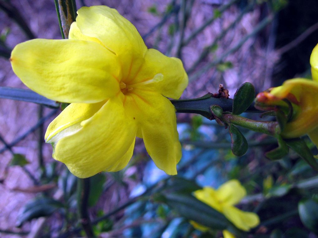 Photos diverses de fleurs et plantes de mon jardin, pour la plupart... en toutes saisons.