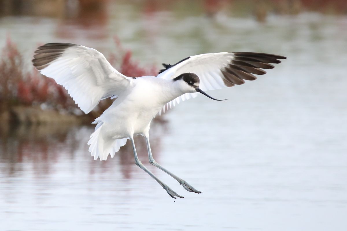 Douce avocette et vanneau royal