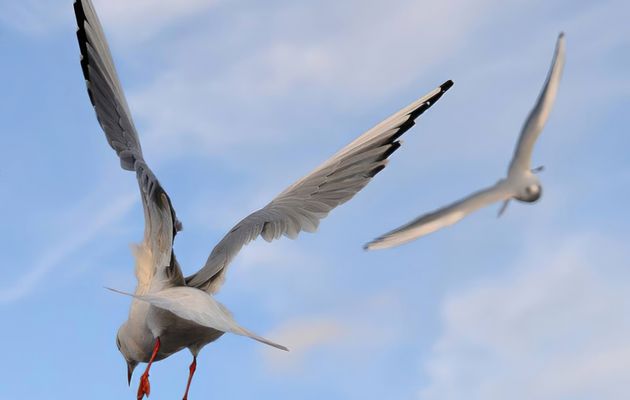 La playmouette du dimanche