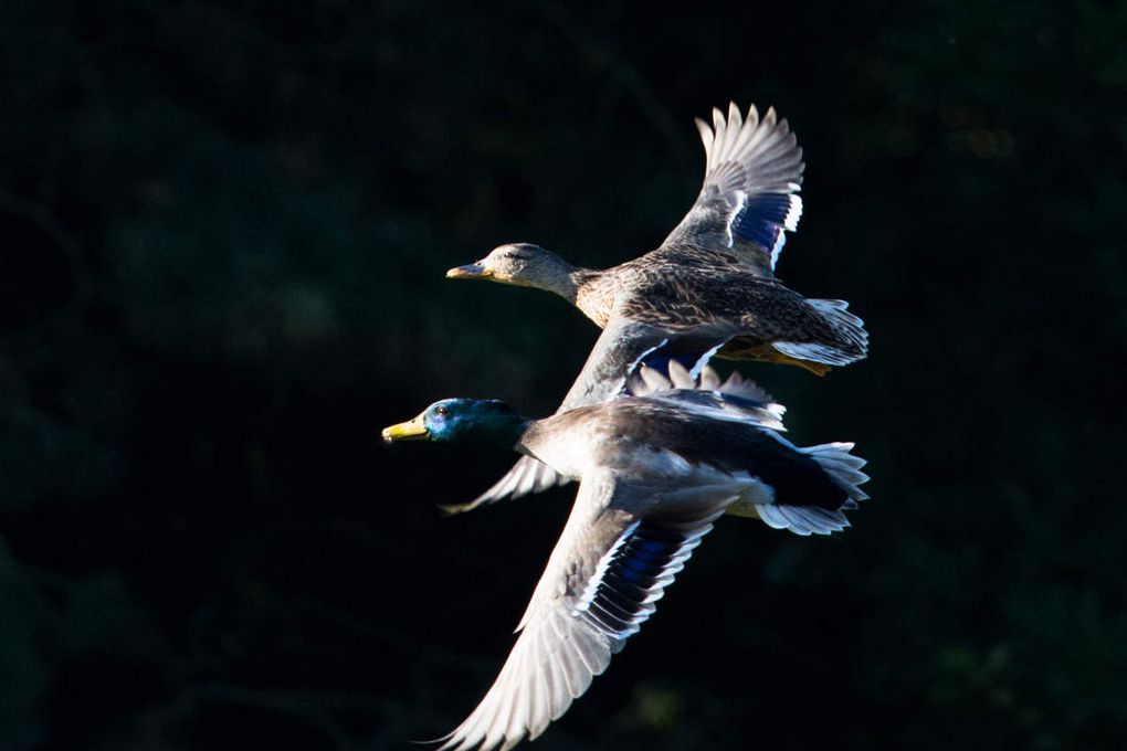 et les malheureux volatiles effrayés qui se rient du chasseur -diaporama-