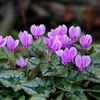 Cyclamen de Naples