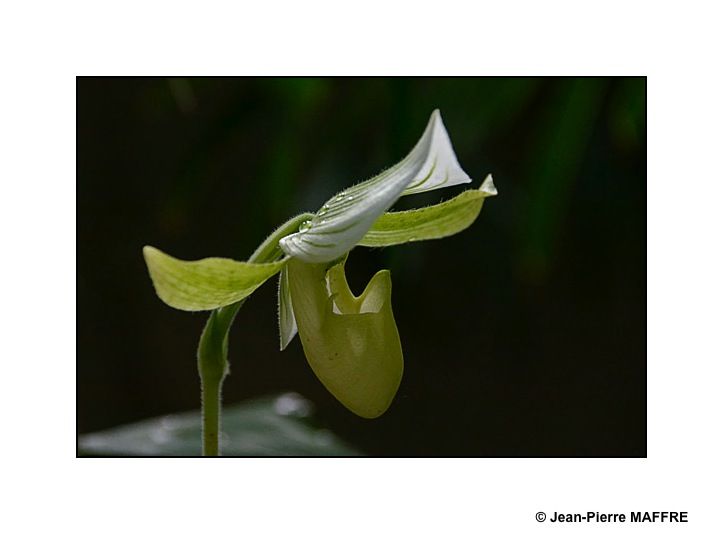 Les lumières évanescentes magnifient et renouvellent la beauté fragile des orchidées.