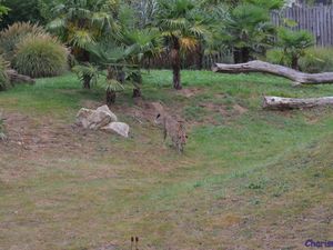 Zoo de Beauval en camping-car (Voyages en camping-car)