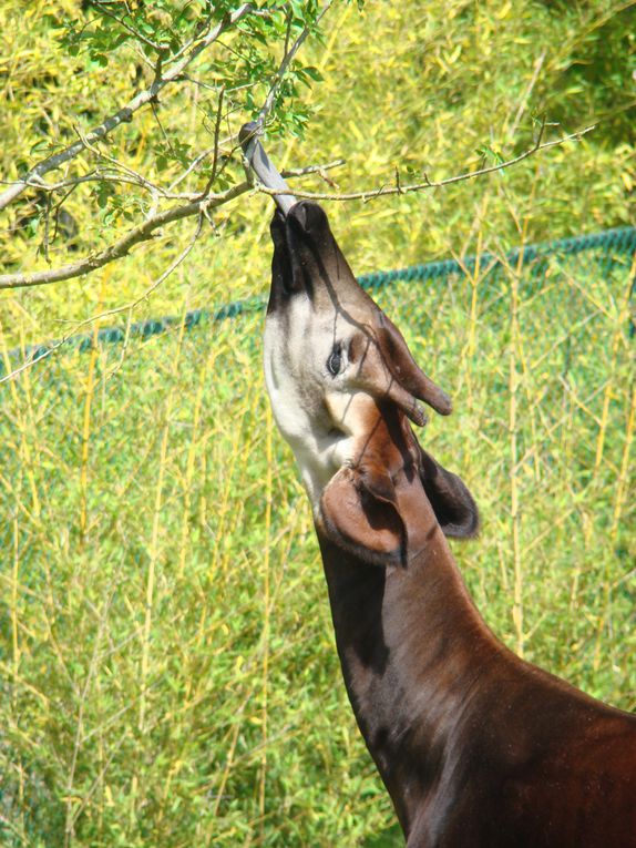 Album - Beauval 2009