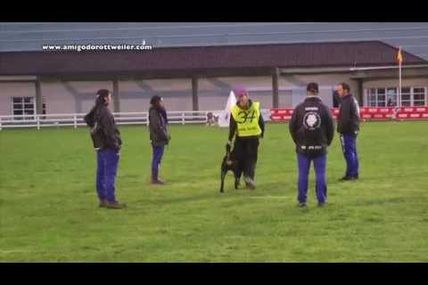 Quelque soit la race...vivez avec un chien de travail