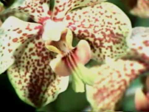 L'aventure des plantes -épisode 4