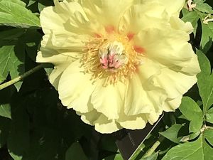 pivoines episode 3