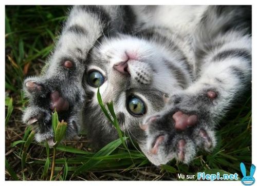 Chat Vetocourtiade