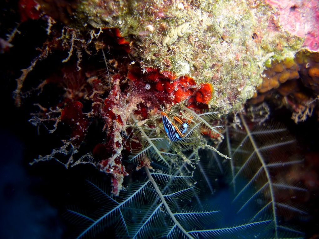 Limaces-de-mer: La plus évidente caractéristique qui permet de les distinguer extérieurement des autres limaces de mer, est la présence des deux rhinophores céphalique enroulés.