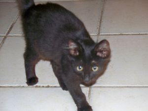HARLEY - Chaton - 3 mois - adopté