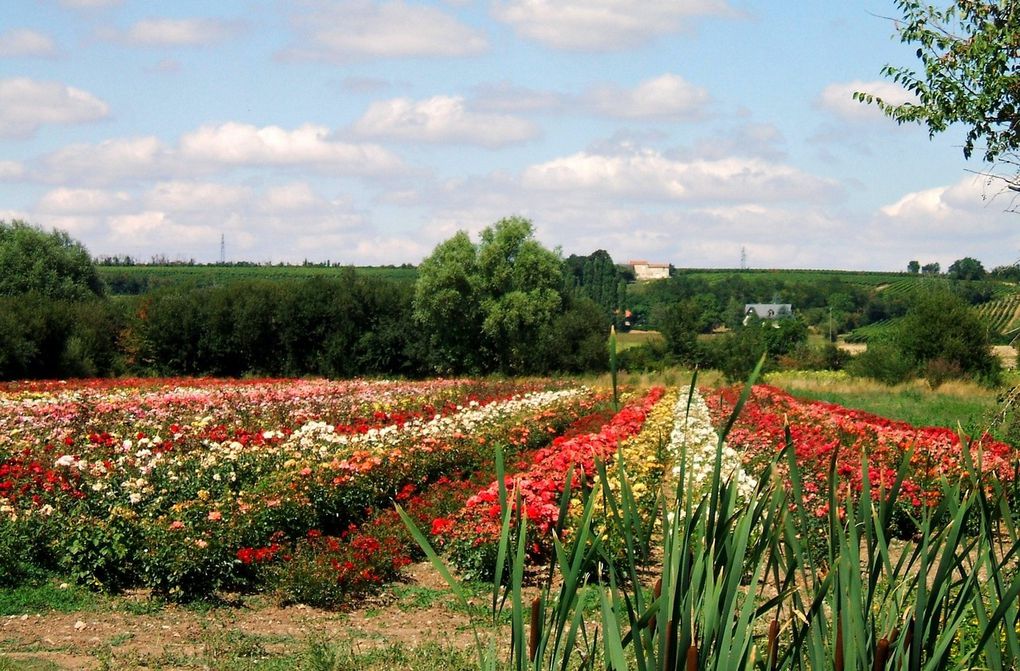 Que serait la Terre sans les plantes ?