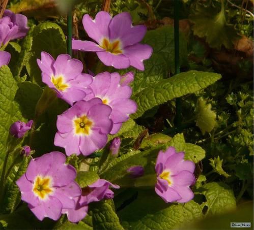 Les petites fleurs du printemps, les premiers rayons de soleil et les journées qui s'allongent... c'est bon. Il ne faut pas grand chose pour être heureux.