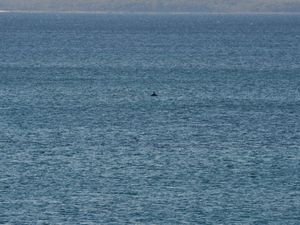 A Jervis Bay, seuls les plus courageux (comme Nath) pourront s'émerveiller du lever de soleil. Un peu plus tard, au même endroit, quelques dauphins passent en famille...