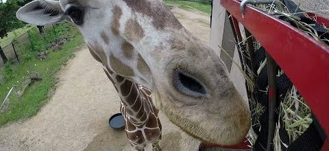 La girafe et la GoPro