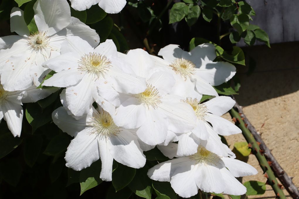 Apremont sur Allier 2.  Le Parc Floral