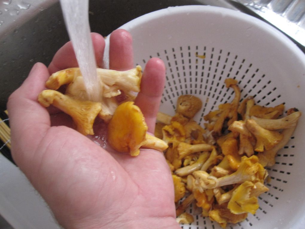 Album - Civet-de-lapin-au-cidre-et-girolles