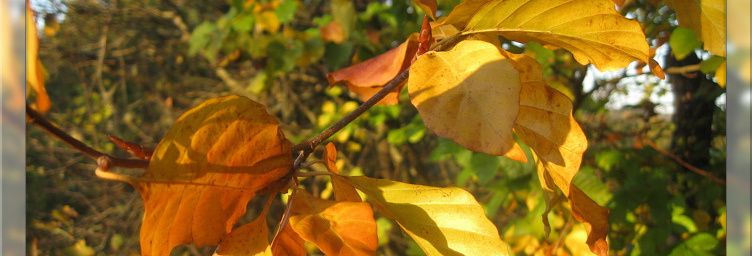 Couleur feu...