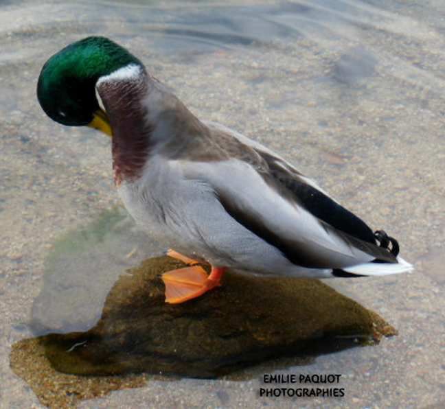 Photographies animalières...........