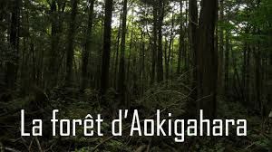 Aokigahara Jukai : la forêt maudite