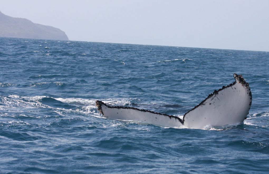 Album - 2009-08-18-Baleines