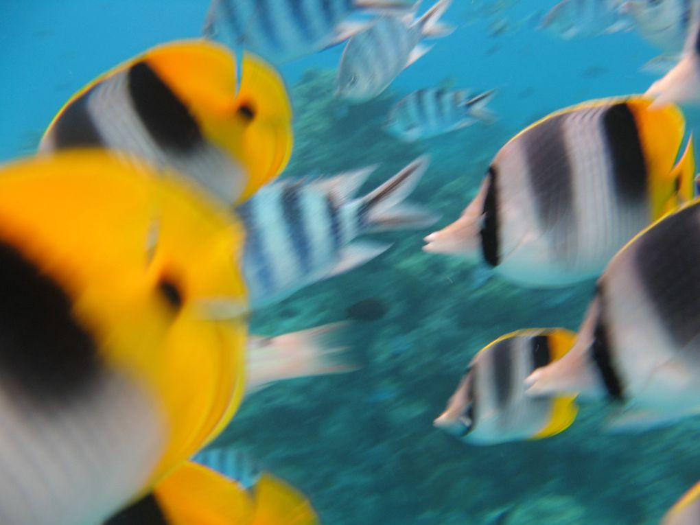 Album - Plongée dans le Lagon de Bora Bora