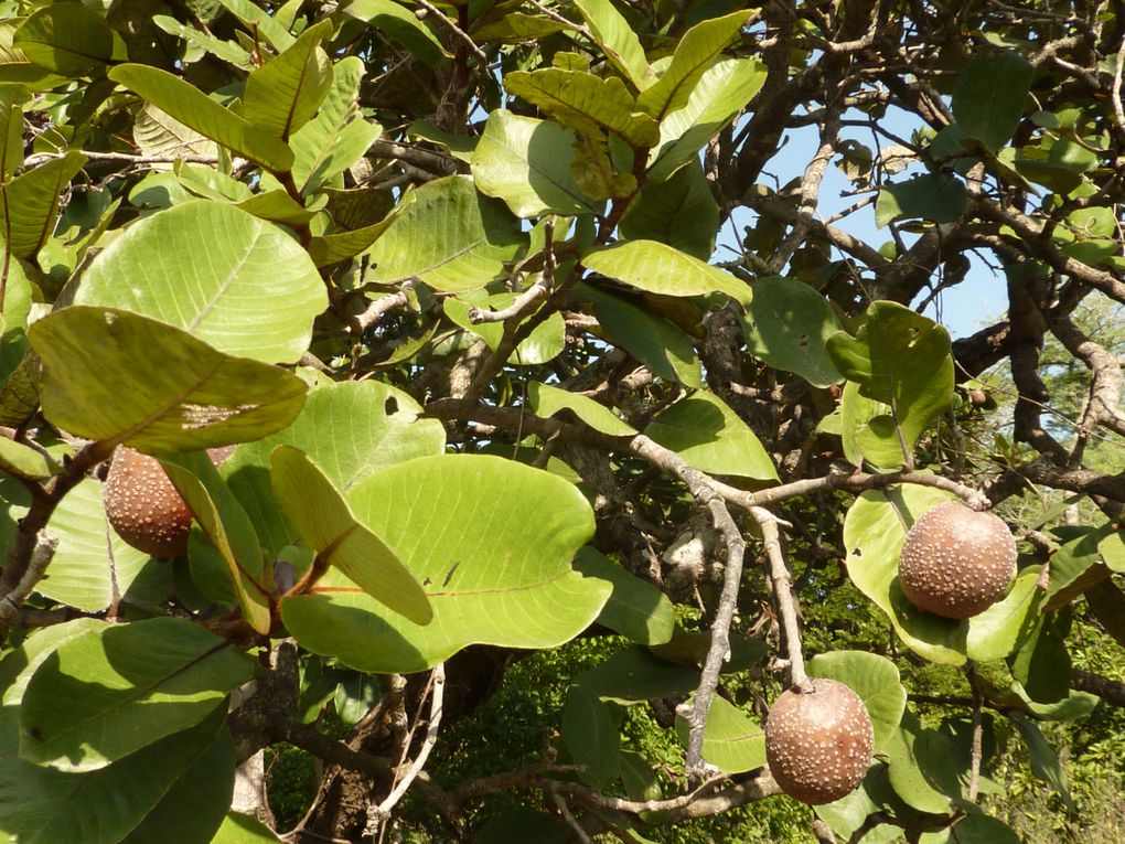 Les ruches traditionnelles dans la mangrove.