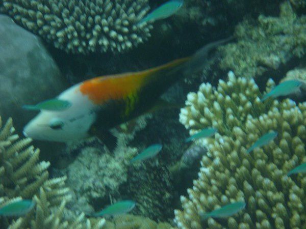 Album - Great Barrier Reef