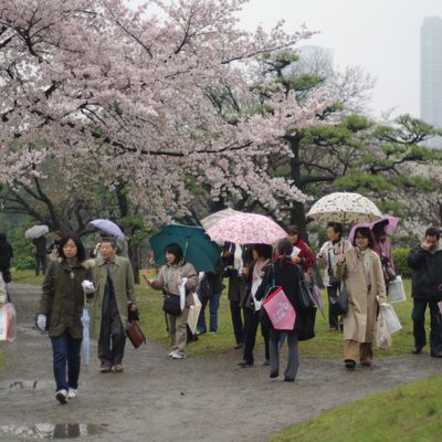 Japon: les parapluies de Tokyo!