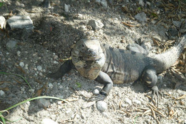 Merci à Dino pour les photos. Diverses images de Tulum, Chichen Itza, Akumal et cenote en excursion!