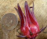 Une fleur d'hibiscus pour votre santé.