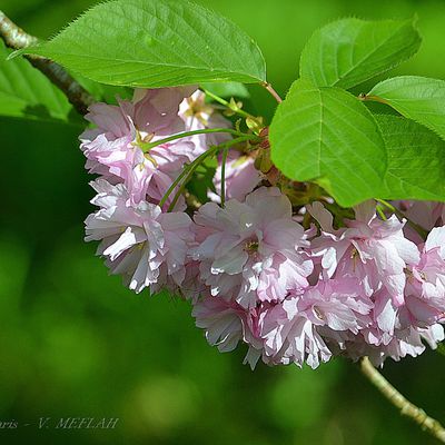 Rambouillet : Cerisiers du Japon (Prunus serrulata) (2)