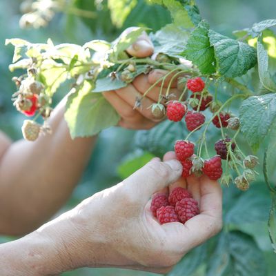 Comment bien tailler les framboisiers en hiver ?