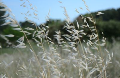 Herbes ? Folles  !         Ciel ?      Bleu  !   