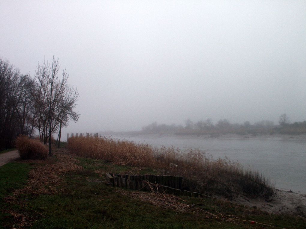 Les rives de la Charente sous la brume...